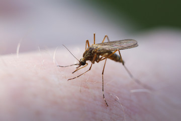 bloodsucking mosquito on my hand