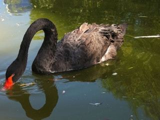 Black swan
