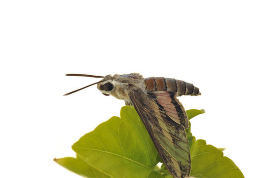 Close up of a moth (Acherontia) on a leaf
