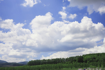 Obraz premium フラワーランド