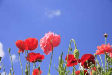 Obraz premium ポピー