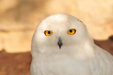 Schneeule