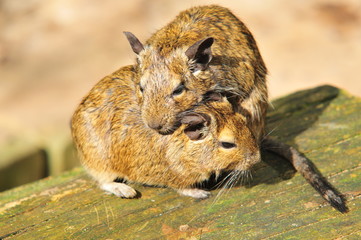 Degu