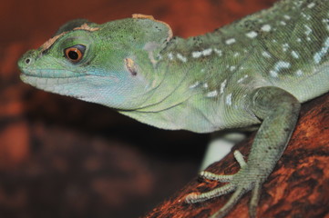Reptil