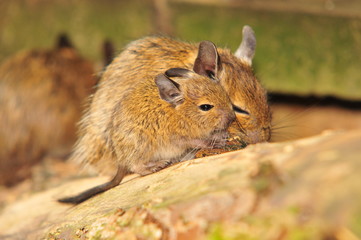 Degu