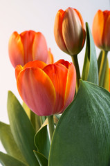 Red Tulips