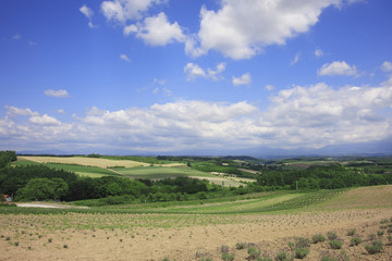 Obraz premium パッチワークの丘