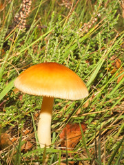 fungi 2