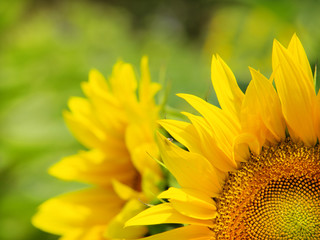 Fototapeta premium sunflower closeup