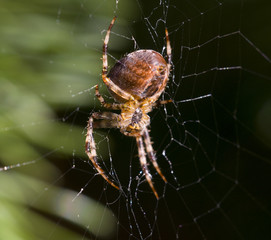 spider