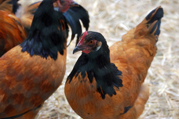 Huhn mit schwarzem Federkragen
