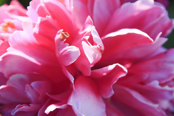 Fototapeta premium 赤い花