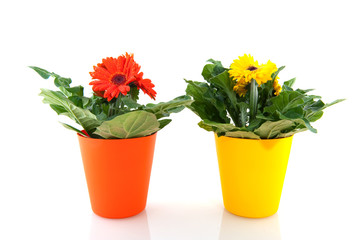 Yellow and orange Gerber