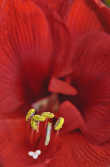 abstract background of red flower