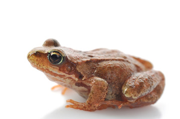 small frog very close up