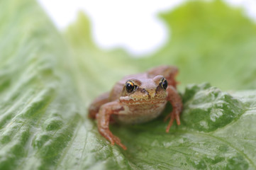 small frog on green leaf
