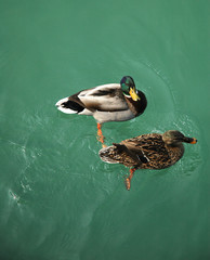 Male and female of Mallard Ducks, Garda Lake - North Italy