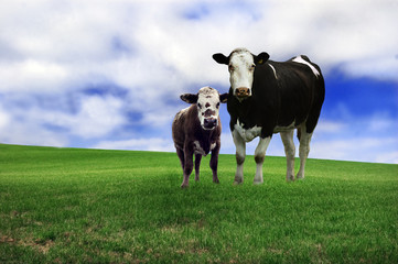 Cow and calf