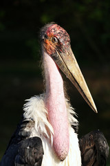 marabout d'Afrique,leptoptilos crumeniferus