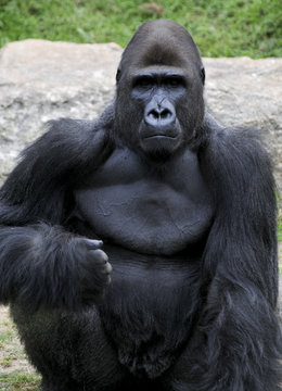 Black Gorilla Male