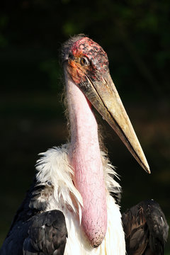 marabout d'Afrique,leptoptilos crumeniferus