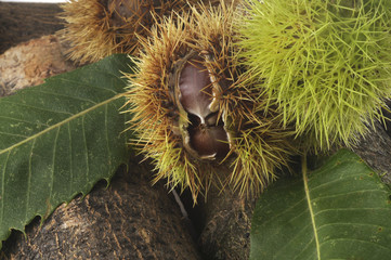 Castagne nel riccio