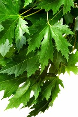 Fototapeta na wymiar Green fresh maple leaves