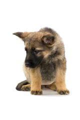 German shepherds puppy