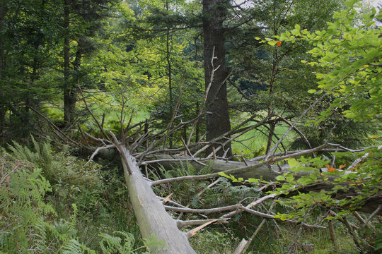 Umgest&uuml;rzter Baum am Pl&auml;ttig Schwarzwald