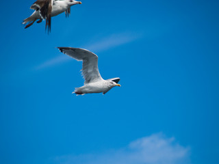 Sea Gulls