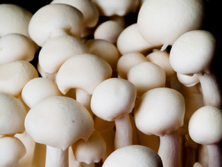 Mushrooms