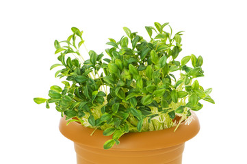 Fototapeta premium Green seedlings growing in the clay pot