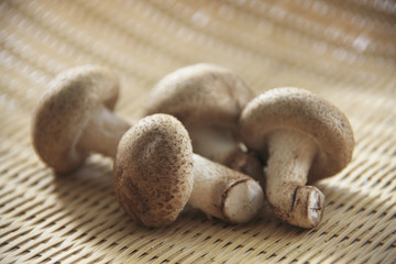 椎茸