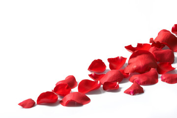 Petals of a rose, on a white background.