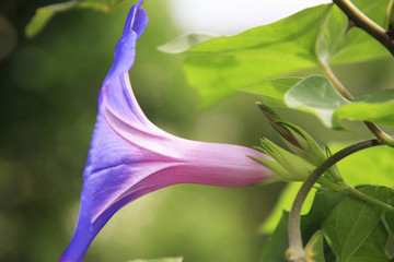 朝顔