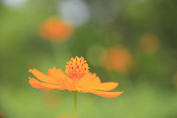 キバナコスモス