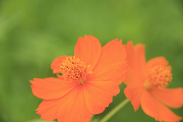 キバナコスモス