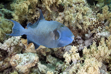 Fototapeta na wymiar blue triggerfish
