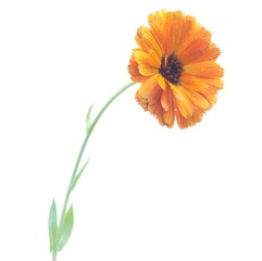 Naklejka premium Flower