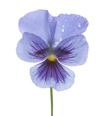 Photo sur Plexiglas Pansies Flower