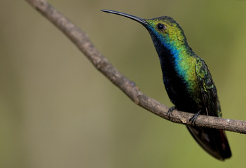 Black-throated Mango.