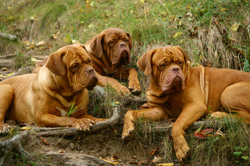 Three lying mastiffs.
