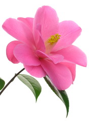 Camellia 'Zuicho'