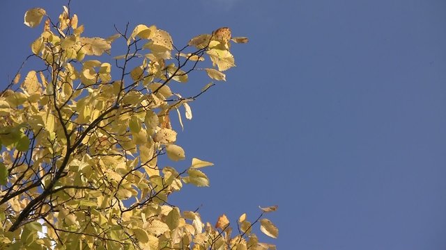 Yellow autumn elm leaves swaying in the wind against a blue sky