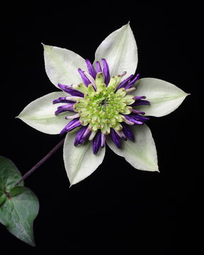 Clematis florida 'Vienetta'