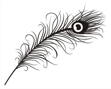 Fototapeta peacock feather , Rajasthan, royal India