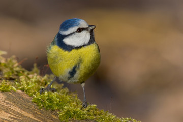 Blaumeise