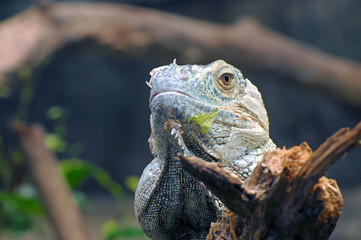 Iguane
