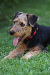 Airedale Terrier-Welpe