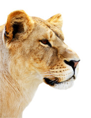 Female lion portrait isolated